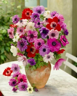 Anemone De Caen 5-6cm -Plant Flower Store Anemone De Caen 5 6cm 0002427 3 74030.1623343485