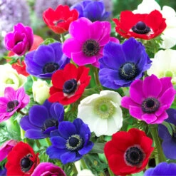 Anemone De Caen Mix 4/5cm Windflower