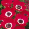Anemone Hollandia 5-6cm -Plant Flower Store Anemone Hollandia 5 6cm 0009286 05352.1623343880