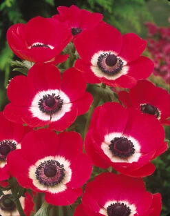 Anemone Hollandia 5-6cm