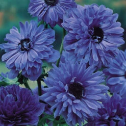 Anemone Lord Lieutenant 5/6cm