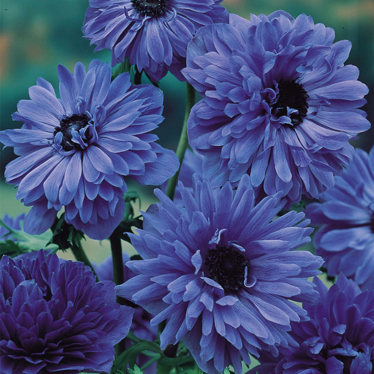 Anemone Lord Lieutenant 5/6cm 3 Anemone Lord Lieutenant 5/6cm