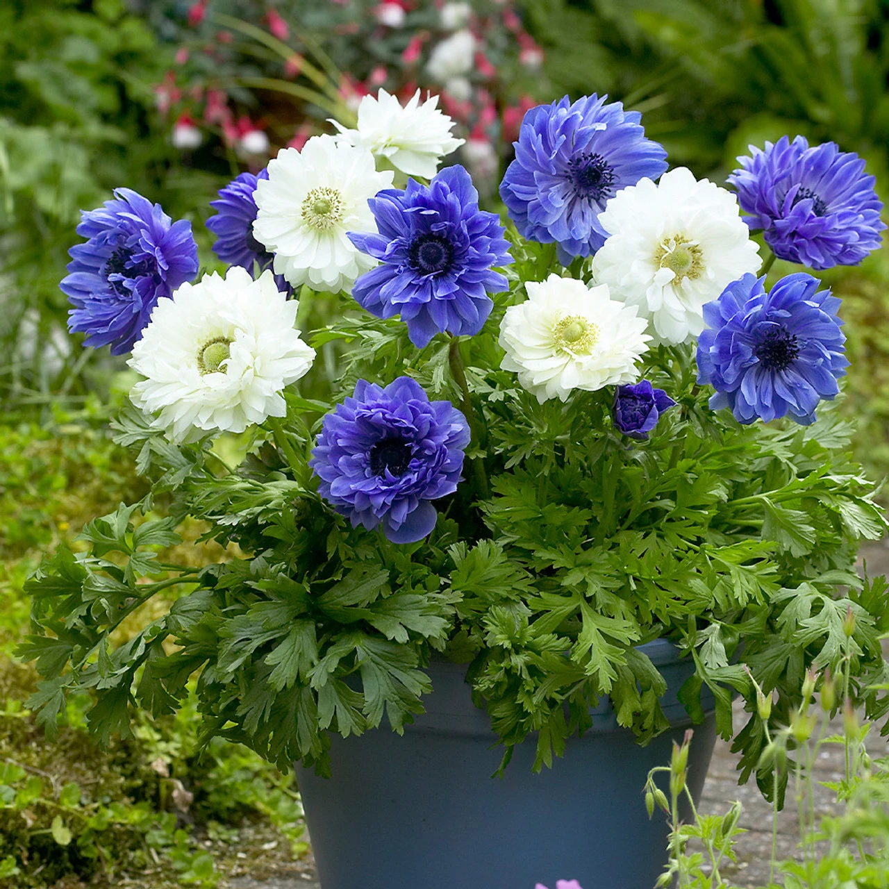 Anemone Lord Lieutenant 4/5cm Windflower 4 Anemone Lord Lieutenant 4/5cm Windflower - Image 2