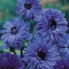 Anemone Lord Lieutenant 4/5cm Windflower -Plant Flower Store Anemone Lord Lieutenant 0013826 45472.1655908788
