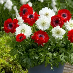 Anemone Mount Everest 4/5cm Windflower -Plant Flower Store Anemone Mount Everest 4 5cm 0014100 2 14642.1655210982