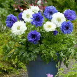 Anemone Mount Everest 4/5cm Windflower -Plant Flower Store Anemone Mount Everest 4 5cm 0014100 3 23379.1655210982