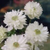 Anemone Mount Everest 4/5cm Windflower -Plant Flower Store Anemone Mount Everest 4 5cm 0014100 07002.1655210982