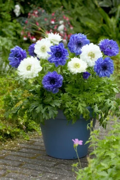Anemone Mount Everest 5-6cm -Plant Flower Store Anemone Mount Everest 5 6cm 0009291 3 97562.1623343922