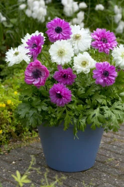 Anemone Mount Everest 5-6cm -Plant Flower Store Anemone Mount Everest 5 6cm 0009291 4 38044.1623343922