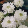 Anemone Mount Everest 5-6cm -Plant Flower Store Anemone Mount Everest 5 6cm 0009291 13865.1623343920