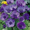 Anemone Mr Fokker 5-6cm -Plant Flower Store Anemone Mr Fokker 5 6cm 0009289 84312.1623343923
