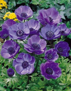 Anemone Mr Fokker 5-6cm