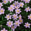 Anemone Nemorosa Robinsoniana - Bulbs Windflower -Plant Flower Store Anemone Nemerosa Robinsoniana 0000473 53841.1623344051