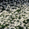 Anemone Nemorosa Windflower -Plant Flower Store Anemone Nemorosa 0003332 2 46530.1629192545