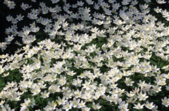 Anemone Nemorosa Windflower
