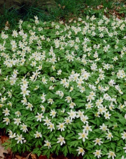 Anemone Nemorosa Windflower -Plant Flower Store Anemone Nemorosa 0003332 3 52555.1629192545