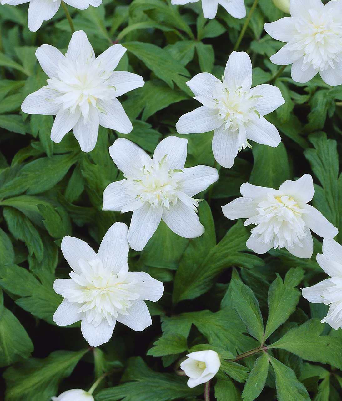 Anemone Nemorosa Vestal Windflower 4 Anemone Nemorosa Vestal Windflower - Image 2