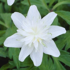 Anemone Nemorosa Vestal Windflower 7 Anemone Nemorosa Vestal Windflower -Plant Flower Store Anemone Nemorosa Vestal 0005527 3 72466.1657703862