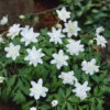 Anemone Nemorosa Vestal Windflower -Plant Flower Store Anemone Nemorosa Vestal 0005527 95301.1623343618