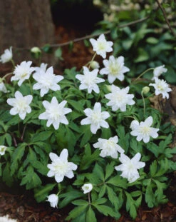 Anemone Nemorosa Vestal Windflower