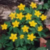 Anemone Ranunculoides Windflower -Plant Flower Store Anemone Ranunculoides 0000474 56675.1623343228