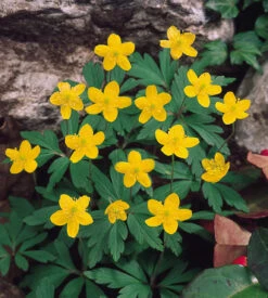 Anemone Ranunculoides Windflower