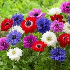 Anemone Single And Double Mix 4/5cm Windflower 7 Anemone Single And Double Mix 4/5cm Windflower -Plant Flower Store Anemone Single and Double Mix 4 5cm 0014103 2 53756.1655986323