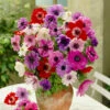 Anemone Single And Double Mix 4/5cm Windflower -Plant Flower Store Anemone Single and Double Mix 4 5cm 0014103 36139.1655986323
