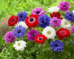 Anemone St Brigid 5-6cm