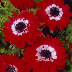 100 Anemone - St Brigid Collection -Plant Flower Store Anemone St Brigid Collection 1007770 2 60937.1628673818