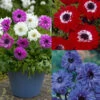 100 Anemone - St Brigid Collection -Plant Flower Store Anemone St Brigid Collection 1007770 85165.1628673818