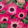 Anemone Sylphide 5-6cm -Plant Flower Store Anemone Sylphide 5 6cm 0009290 40064.1623343926