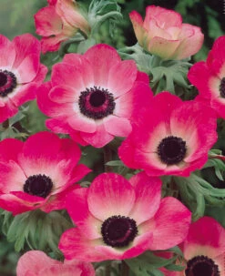 Anemone Sylphide 5-6cm