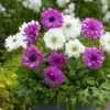 Anemone The Admiral 4/5cm Windflower 2 Anemone The Admiral 4/5cm Windflower -Plant Flower Store Anemone The Admiral 4 5cm 0014101 10282.1655211069