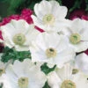 Anemone The Bride 5/6cm -Plant Flower Store Anemone The Bride 0011720 59681.1624446211