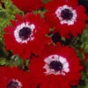 Anemone The Governor 4/5cm Windflower -Plant Flower Store Anemone The Governor 4 5cm 0014102 83379.1655211134