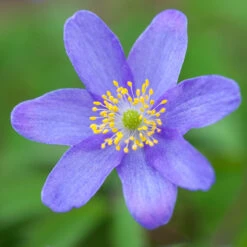 Anemone Nemorosa 'Royal Blue' Windflower