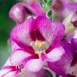 Antirrhinum Antirinca Rose Snapdragon -Plant Flower Store Antirrhinum Antirinca Rose 0008997 2 95554.1623342003
