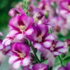 Antirrhinum Antirinca Rose Snapdragon -Plant Flower Store Antirrhinum Antirinca Rose 0008997 45673.1623342003