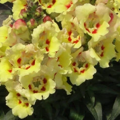 Antirrhinum Antirinca Yellow Maroon Snapdragon -Plant Flower Store Antirrhinum Antirinca Yellow Maroon 0008998 2 06263.1623342002