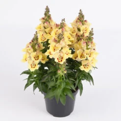 Antirrhinum Antirinca Yellow Maroon Snapdragon -Plant Flower Store Antirrhinum Antirinca Yellow Maroon 0008998 3 52864.1671453315
