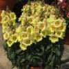 Antirrhinum Antirinca Yellow Maroon Snapdragon -Plant Flower Store Antirrhinum Antirinca Yellow Maroon 0008998 07986.1671453314