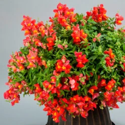 Antirrhinum Candelabra Orange Antirrhinum Majus 'Orange' 10 Antirrhinum Candelabra Orange Antirrhinum Majus 'Orange' -Plant Flower Store Antirrhinum Candelabra Orange 0014303 2 06692.1671006037