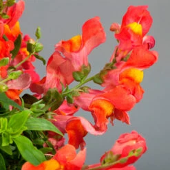 Antirrhinum Candelabra Orange Antirrhinum Majus 'Orange' 9 Antirrhinum Candelabra Orange Antirrhinum Majus 'Orange' -Plant Flower Store Antirrhinum Candelabra Orange 0014303 3 98080.1671006037