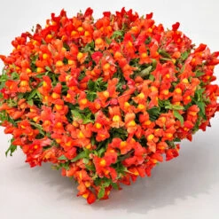 Antirrhinum Candelabra Orange Antirrhinum Majus 'Orange' 8 Antirrhinum Candelabra Orange Antirrhinum Majus 'Orange' -Plant Flower Store Antirrhinum Candelabra Orange 0014303 4 00378.1671006038