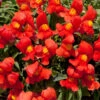 Antirrhinum Candelabra Orange Antirrhinum Majus 'Orange' -Plant Flower Store Antirrhinum Candelabra Orange 0014303 35947.1671006037