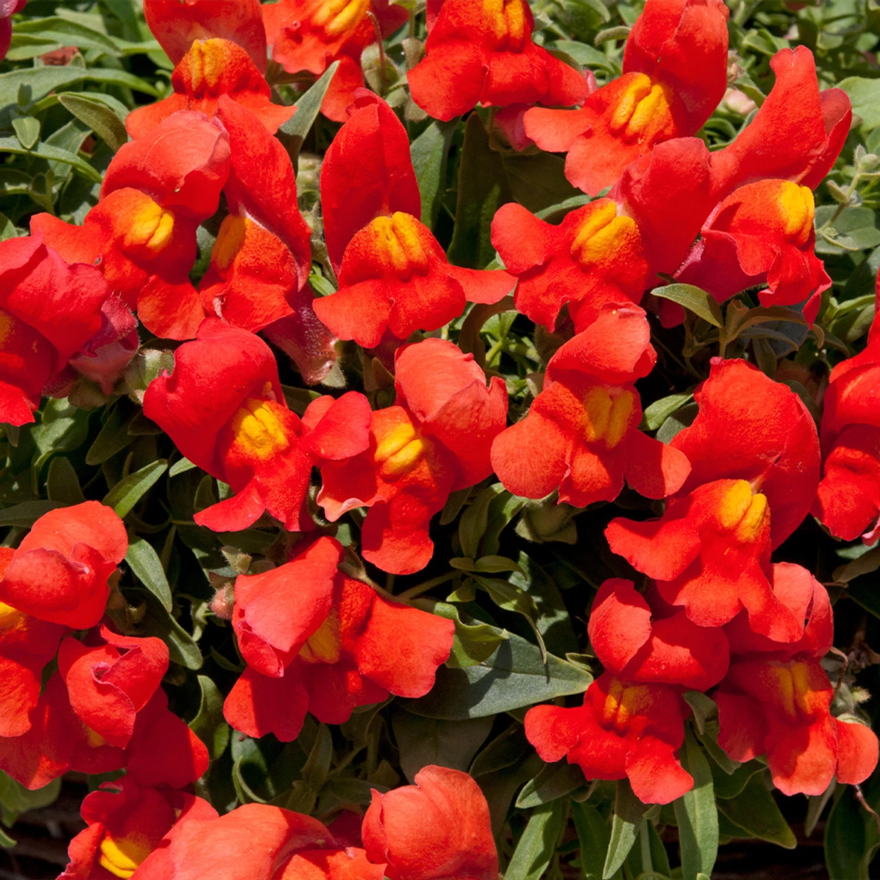 Antirrhinum Candelabra Orange Antirrhinum Majus 'Orange' 3 Antirrhinum Candelabra Orange Antirrhinum Majus 'Orange'