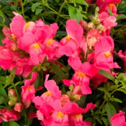 Antirrhinum Candelabra Pink Antirrhinum Majus 'Pink' -Plant Flower Store Antirrhinum Candelabra Pink 0014304 3 17781.1671006087