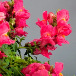 Antirrhinum Candelabra Pink Antirrhinum Majus 'Pink' -Plant Flower Store Antirrhinum Candelabra Pink 0014304 4 82699.1671006087