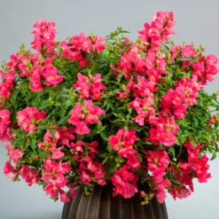 Antirrhinum Candelabra Pink Antirrhinum Majus 'Pink' -Plant Flower Store Antirrhinum Candelabra Pink 0014304 5 32642.1671006087